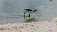 Random Utah Birds Sept 2023