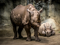 Zoo Portland 6-30-24 Set 2