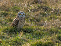 Skagit Valley Owls,Eagles and a few other birds 1-15-24