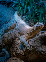 Woodland Park Zoo 2-4-24