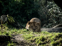 Woodland Park Zoo 1-20-23 Set 2