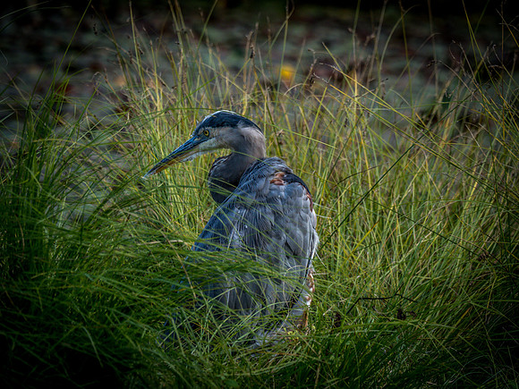 Nisqually Wildlife Refuge 9-23-18 Set 2-27