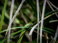 Nisqually Wildlife Refuge 9-23-18 Set 2-10