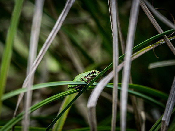 Nisqually Wildlife Refuge 9-23-18 Set 2-10