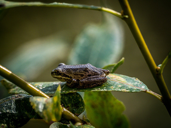 Nisqually Wildlife Refuge 9-23-18 Set 2-15