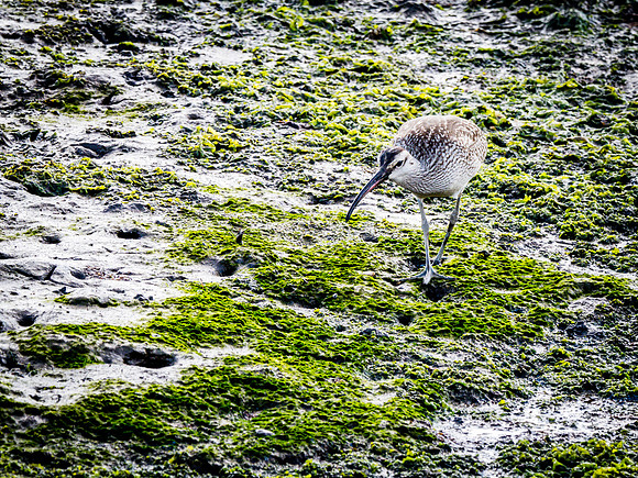 Nisqually Wildlife Refuge 9-23-18 Set 2-21