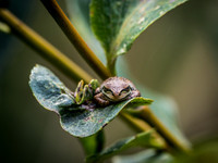 Nisqually Wildlife Refuge 9-23-18 Set 2-13