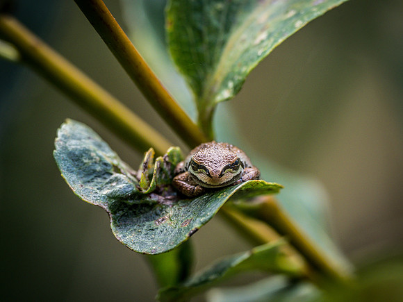 Nisqually Wildlife Refuge 9-23-18 Set 2-13