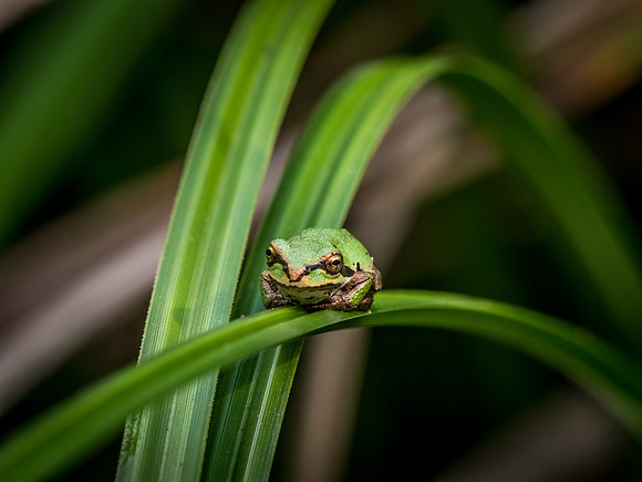 Nisqually Wildlife Refuge 9-23-18 Set 2-8