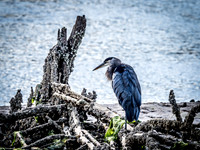Nisqually Wildlife Refuge 9-23-18 Set 2-20