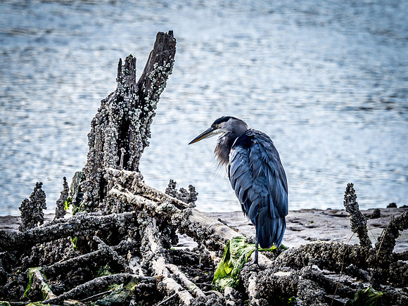 Nisqually Wildlife Refuge 9-23-18 Set 2-20
