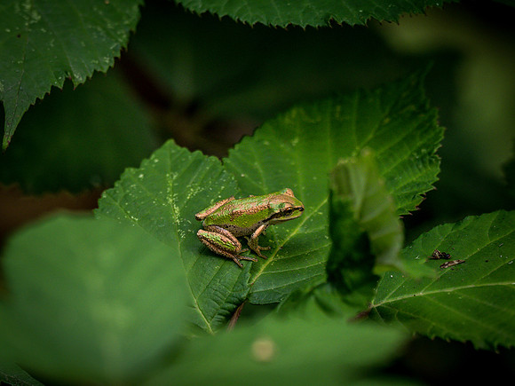 Nisqually Wildlife Refuge 9-23-18 Set 2-25