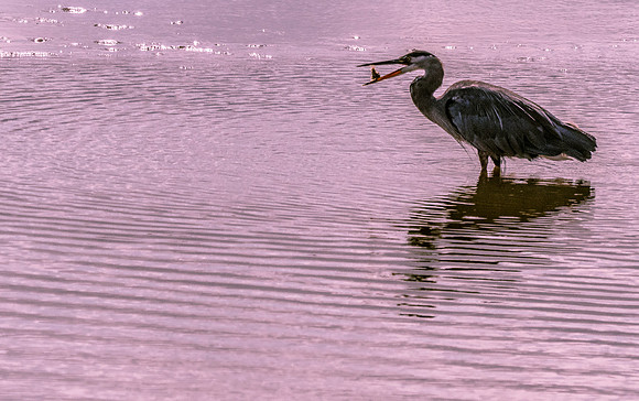 Nisqually Wildlife Refuge 9-23-18 Set 2-19