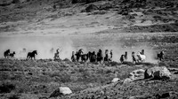 Wild Horses of Utah 2023 Set 2