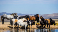 Wild Horses of Utah Sept 23 Set 3
