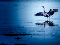 Herons @ Nisqually Reach 7-18-18-16
