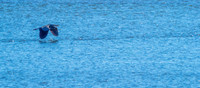 Herons @ Nisqually Reach 7-18-18-10