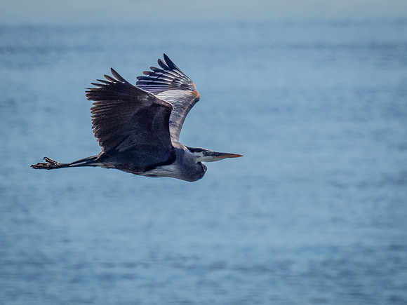 Herons @ Nisqually Reach 7-18-18-19