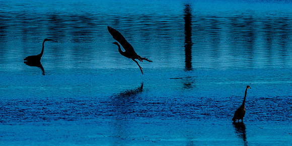 Herons @ Nisqually Reach 7-18-18-12
