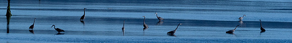 Herons @ Nisqually Reach 7-18-18-2