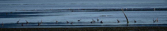 Herons @ Nisqually Reach 7-18-18-3