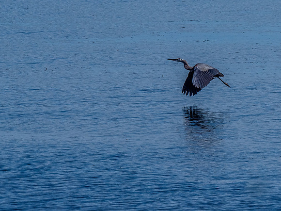 Herons @ Nisqually Reach 7-18-18-20