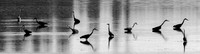 Herons @ Nisqually Reach 7-18-18-14