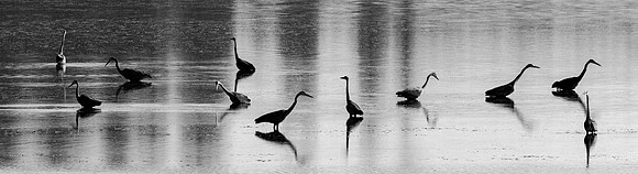 Herons @ Nisqually Reach 7-18-18-14