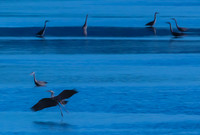 Herons @ Nisqually Reach 7-18-18-6