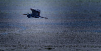Herons @ Nisqually Reach 7-18-18-17