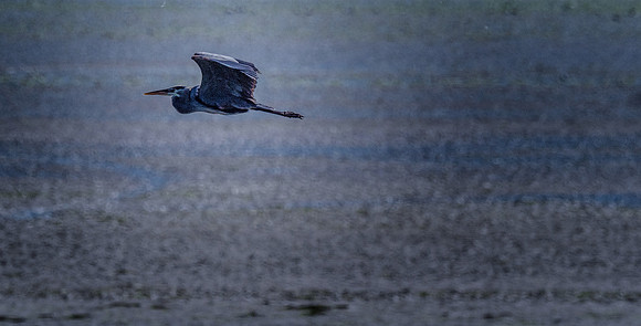 Herons @ Nisqually Reach 7-18-18-17