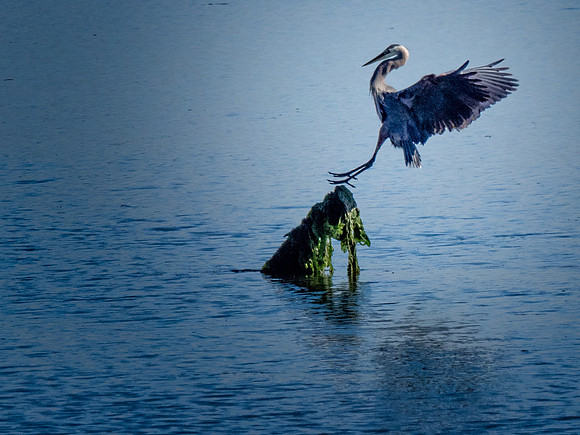 Herons @ Nisqually Reach 7-18-18-21