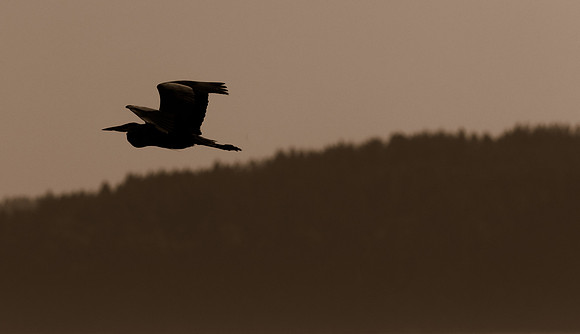 Herons @ Nisqually Reach 7-18-18-18