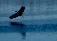 Herons @ Nisqually Reach 7-18-18-13