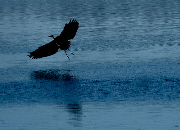 Herons @ Nisqually Reach 7-18-18-13