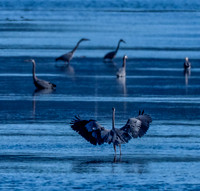 Herons @ Nisqually Reach 7-18-18-11