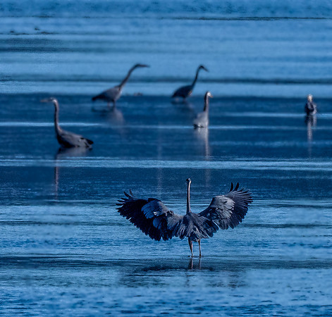 Herons @ Nisqually Reach 7-18-18-11
