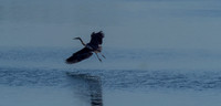 Herons @ Nisqually Reach 7-18-18-15