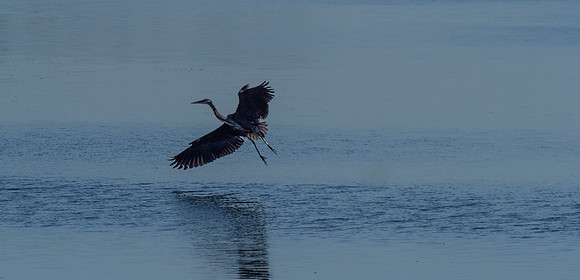 Herons @ Nisqually Reach 7-18-18-15