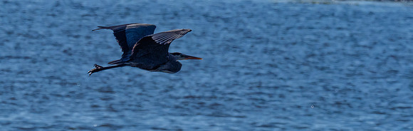 Herons @ Nisqually Reach 7-18-18-5