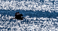 Herons @ Nisqually Reach 7-18-18-4