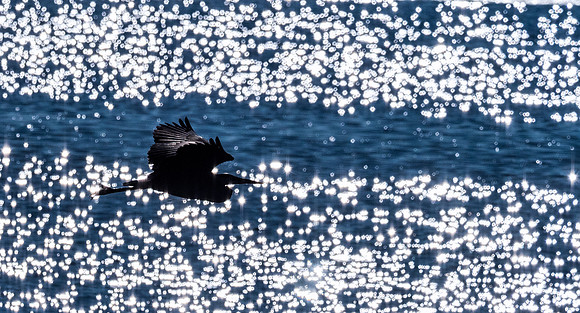 Herons @ Nisqually Reach 7-18-18-4