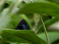 Butterflies @ Woodland Park Zoo 6-23-24
