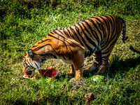 Point Defiance Zoo 9-2-23