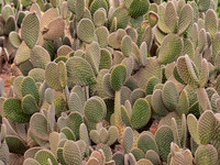 Cactus Garden Las Vegas Sept 2023