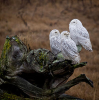 Snowy Owls