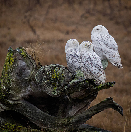 Snowy Owls