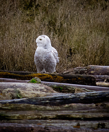 Snowy Owls @ Boundary Bay_-4
