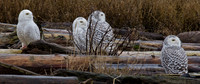 Snowy Owls