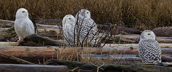 Snowy Owls